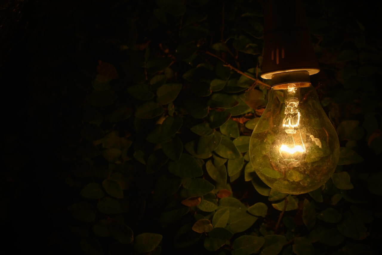 Energiesparlampe beleuchtet dunkle Blätter