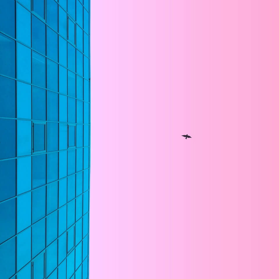 blaue Glassfassade rosa Himmel Vogelschatten