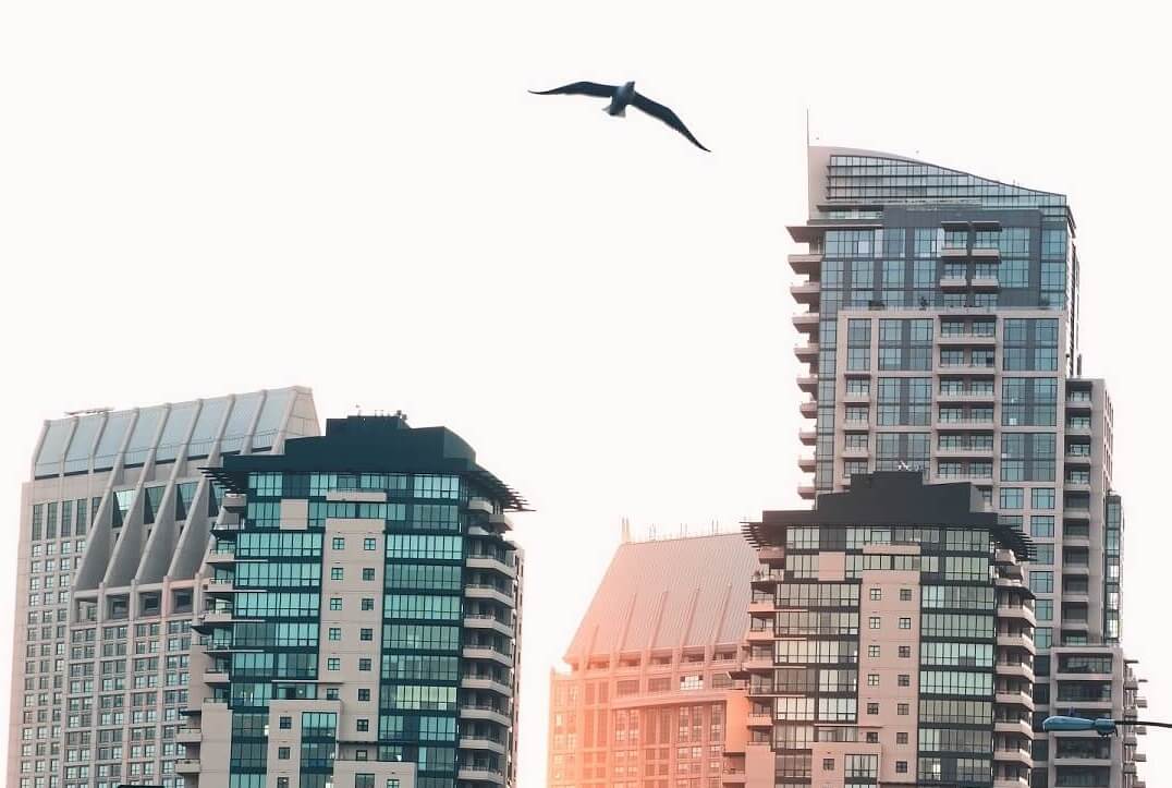 Vogel zwischen Hochhäusern